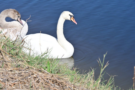 swan on blue lake water in sunny day, swans on pond, nature seriesの写真素材