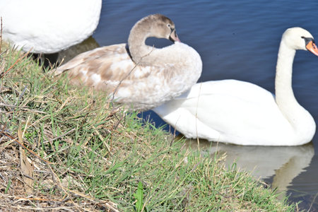swans on the lake in sunny day, swans on pond, nature seriesの写真素材
