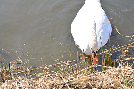 White swan on the lake in the spring, closeup of photoの写真素材