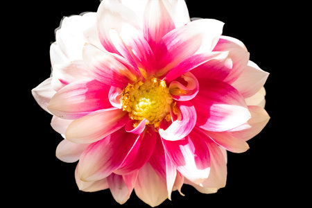 Pink and white dahlia flower isolated on a black background.の写真素材