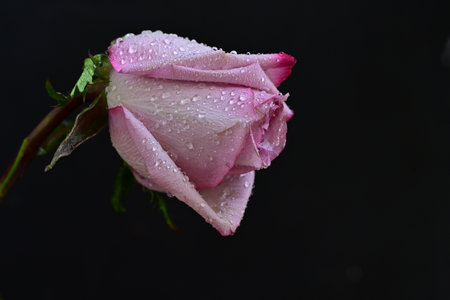 Beautiful pink rose with drops of water on a black background.の写真素材