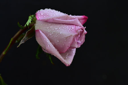 Beautiful pink rose with drops of water on a black background.の写真素材