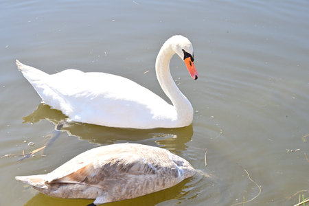 White swan swimming on the lake, closeup of photo.の写真素材