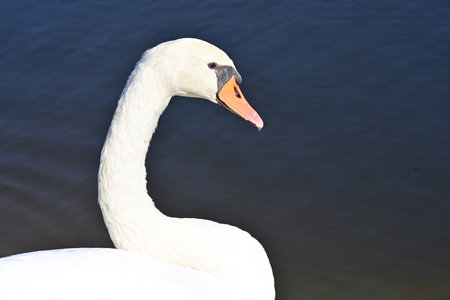 White swan on the lake in the spring, closeup of photoの写真素材