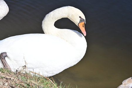 White swan on a lake in the spring, closeup of photoの写真素材