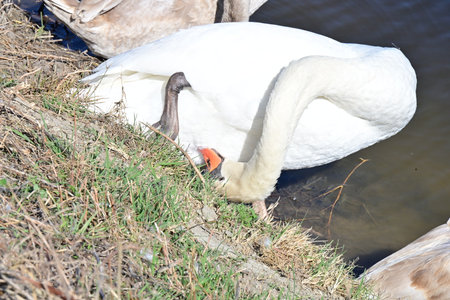 swan on the lake in sunny day, swans on pond, nature seriesの写真素材