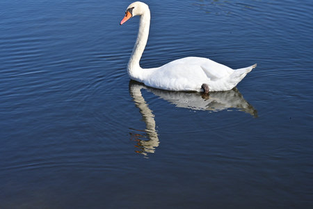 White swan swimming in the lake, close-up of photoの写真素材