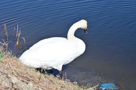 Beautiful white swan swimming on the lake. The mute swan, Cygnus olorの写真素材