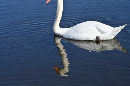 Swan swimming on the lake with reflection in water, closeup of photoの写真素材