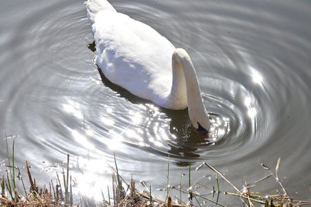 White swan swimming in the lake. The mute swan, Cygnus olorの写真素材