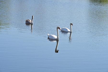 Two white swans swimming in the lake on a sunny day.の写真素材