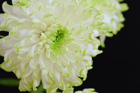 White chrysanthemum flower on black background, close upの写真素材
