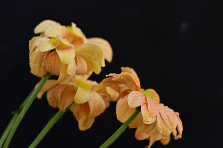 Bouquet of orange flowers with water drops on the petalsの写真素材