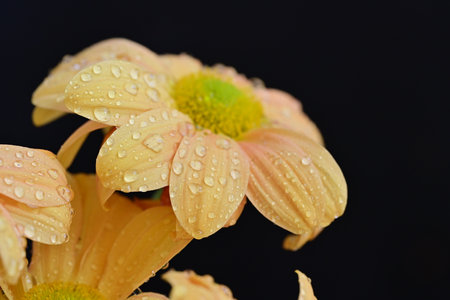 Chrysanthemum flower with water droplets on petalsの写真素材