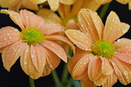 Close up of orange chrysanthemums with water dropletsの写真素材