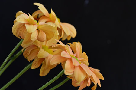 Orange chrysanthemum flowers isolated on black background, close upの写真素材