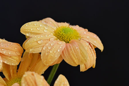 Beautiful chrysanthemum flower with water drops on black backgroundの写真素材