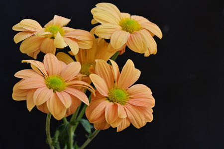 Orange chrysanthemum flowers on black background, close upの写真素材