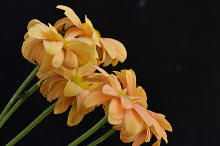 beautiful orange chrysanthemums on a black background close upの写真素材
