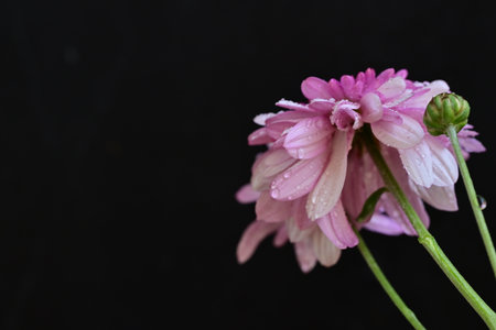 Pink chrysanthemum with water drops on a black backgroundの写真素材