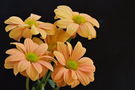 Beautiful orange chrysanthemum flowers on a black backgroundの写真素材