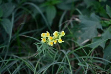 Yellow flower in the garden on a green background. Selective focus.の写真素材
