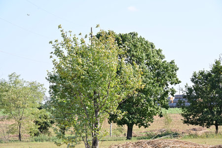 green tree in the field, closeup of photo with soft focusの写真素材