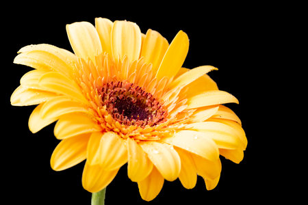 Yellow gerbera on black background, closeup of photo.の写真素材