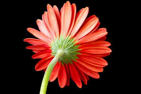 Orange gerbera flower isolated on black background. Close up.の写真素材