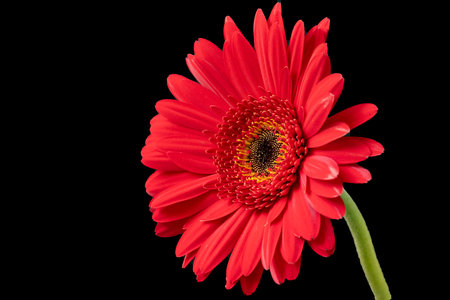 Red gerbera flower isolated on black background. Close up.の写真素材