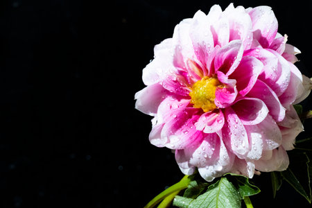 Pink dahlia flower with water drops isolated on black background.の写真素材