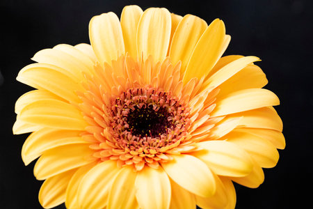 Close up of yellow gerbera daisy flower isolated on black backgroundの写真素材