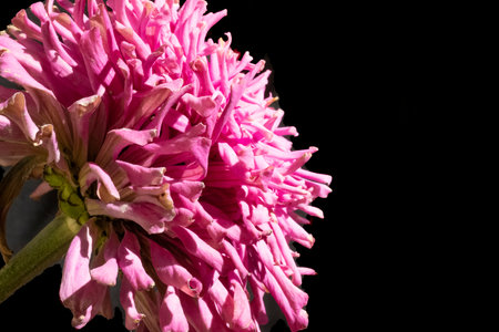Pink chrysanthemum flower isolated on black background, close upの写真素材