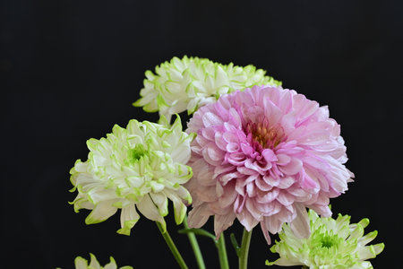 Pink and white chrysanthemum flowers isolated on black backgroundの写真素材