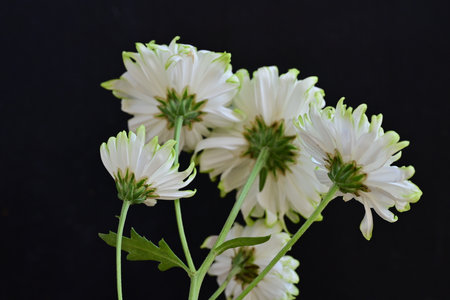 White chrysanthemum flowers on a black background close upの写真素材