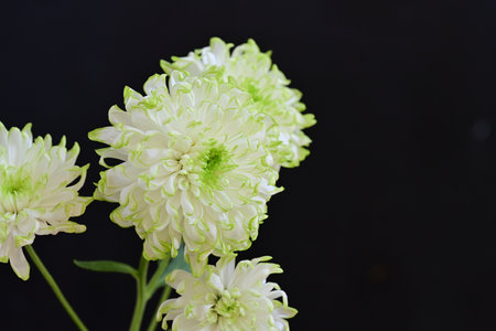 White chrysanthemum flower isolated on black background, close upの写真素材