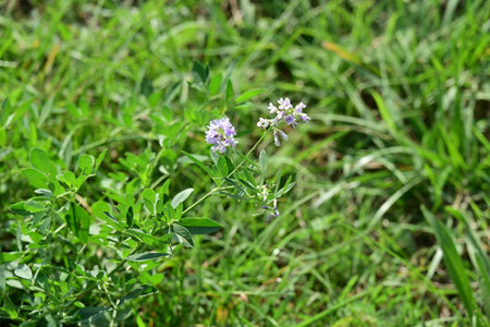 Sesbania officinalis, common vetch (Vicia cracca)の写真素材
