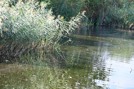River landscape. River in the spring. River in the spring.の写真素材