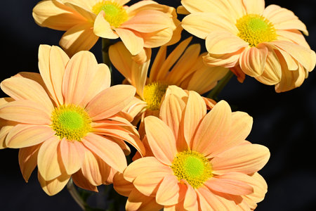 Close up of orange chrysanthemum flowers on black backgroundの写真素材