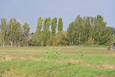 agricultural landscape with a field of green grass and trees under a blue skyの写真素材