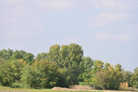 summer landscape with green trees and blue sky on a sunny dayの写真素材