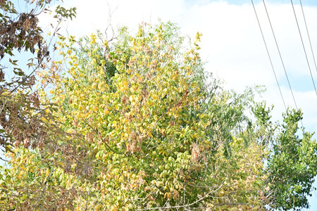 Trees in autumn colors on a background of blue sky with cloudsの写真素材