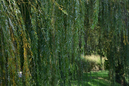 Weeping willow in a park on a sunny summer day.の写真素材