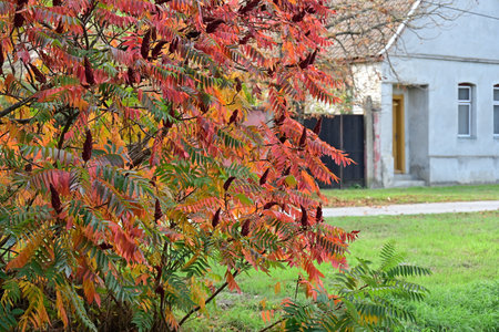 Red and green leaves of a rowan tree in the park.の写真素材