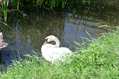 White swan swimming in a pond on a sunny summer day.の写真素材