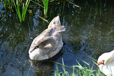 Swan swimming in the lake on a sunny day, close-upの写真素材