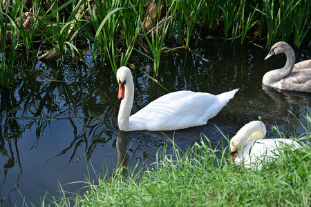 White swans swimming in a pond with green reeds in the backgroundの写真素材
