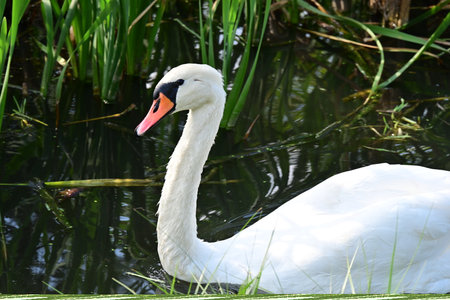 White swan swimming in a lake with green grass in the backgroundの写真素材