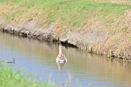 Swan swimming in a canal in the countryside of the Netherlands.の写真素材