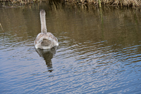 Swan swimming in a lake. Mute swan, Cygnus olorの写真素材